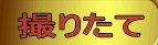 lGʂ̕xms؉ׂ̕xmRt